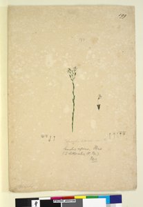 Page 199. Samolus repens - John William Lewin